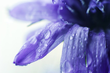 Wall Mural - blue flower close-up. cornflower. a drop of water on a flower petal