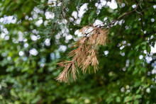 Brown Fir Needle On Tree With Green Background