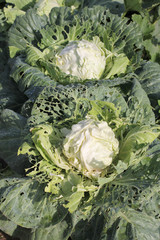 Green leaves of cabbage in nature