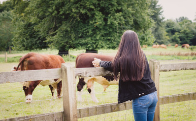 a young teenager looking at the cows in a field next to Lackham College,in Lacock, Somerset ,England,Europe