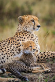 Fototapeta Zwierzęta - Mother Cheetah and Cub