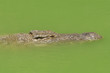 Нильский крокодил крупным планом. Африка, Тунис, крокодиловая ферма. Портрет крокодила 