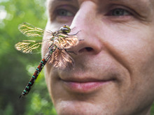 Dragonfly Sits On The Nose. A Man With A Dragonfly On His Nose.The Man's Face In Profile.
