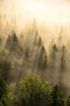 misty forest