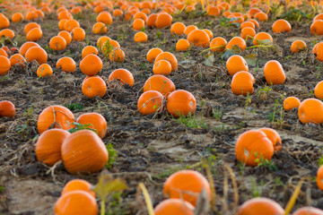 Pumpkin patch