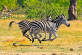 Fototapeta Sawanna - Burchell Zebras running across the African Savannah 