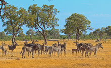 African Scene With Eland, Zebra And Impala On The African Plains In Etosha