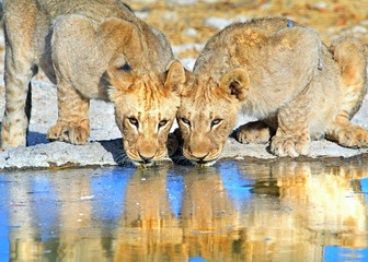 Wall Mural - Two Lionesses drinking from a waterhole with good light and water reflection in Etosha , Namibia