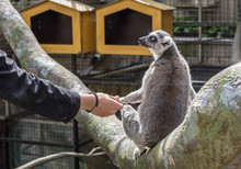 Dessa Glada Busiga Och Otroligt Gulliga Lemurer Finns På Skansen I Stockholm