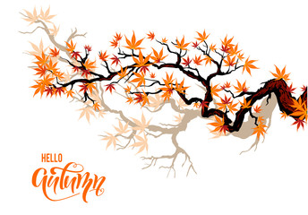 autumn maple branches
