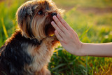 Fototapeta Zwierzęta - Yorkshire terrier gives paw his owner closeup with human hand