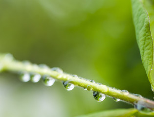 Fresh morning dew on a tree branch, natural background