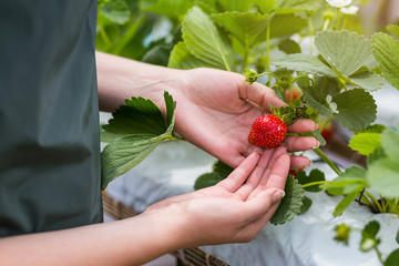 Woman holding a juicy bitten strawberry into the camera,strawberry in arm. Woman holding strawberry in hands in greenhouse,Female hand holding strawberry on blurred background,strawberry crop concept