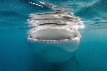 Wall Mural - Whale Shark Feeding