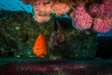 Wall Mural - Male Garibaldi Nesting