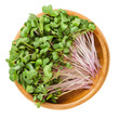 Red radish microgreens in wooden bowl. Cotyledons of Raphanus sativus, an edible root vegetable, mostly eaten raw. Young plants, seedlings and sprouts. Macro food photo close up from above over white.