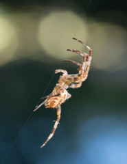 Diagonal Spider