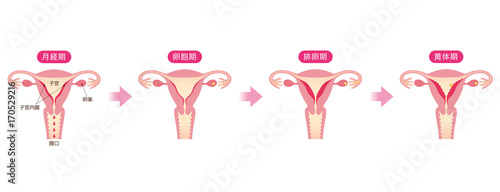 妊娠後の子宮頸部の特徴