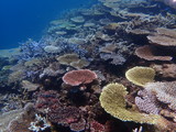 Fototapeta Do akwarium - 人気の宮古島、天然記念物指定の八重干瀬の天然珊瑚