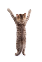 Rear View Of Funny Tabby Cat Kitten Standing On Legs Isolated On White