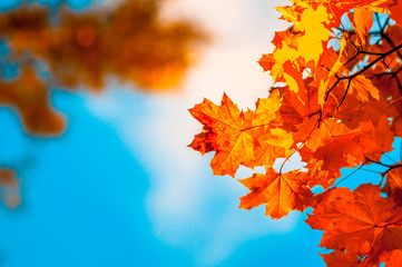 autumn leaves, very shallow focus