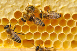 Fototapeta Zwierzęta - Bees on honeycomb. Close-up of bees on honeycomb in apiary in the summer.