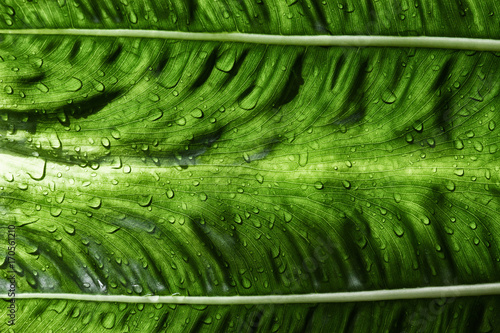 Details of macro leaves