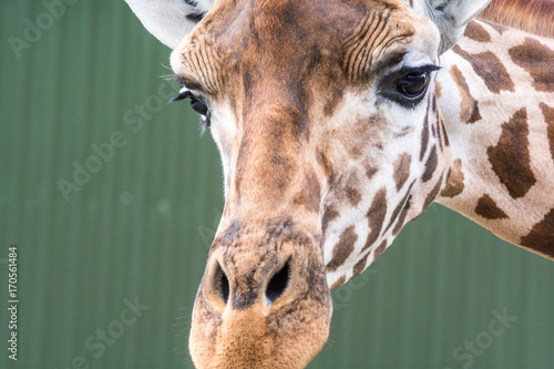 Zdjęcie XXL Żyrafy pozycja w dzikim, zakończenie up żyrafa twarz i głowa ,.