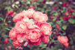 flowers rose with filter effect retro vintage style
