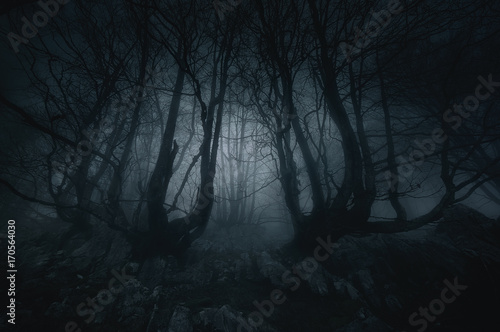 Fotografía nightmare forest with creepy trees