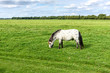 Horse grazing on a green field