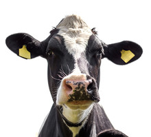 Portrait Of A Cow On A White Background