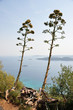 Kwiatostan agawy rosnący na skraju wybrzeża Chorwacji.