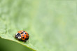 Close-up of a ladybug on a green leaf