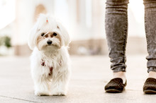 Portrait Of A Little Dog Walking On Street