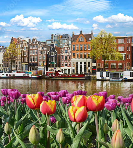 Fabulous, incredibly beautiful magical landscape with a river and tulips in A...