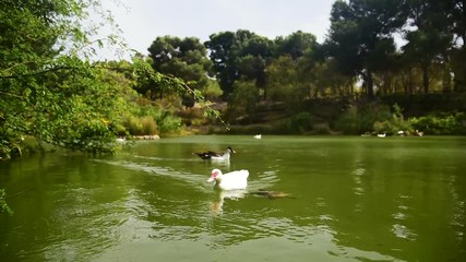 Wall Mural - ducks swimming in a public park pond