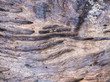 © THONGCHAI - tree texture