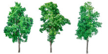 Collection Of Green Trees Isolated On White Background