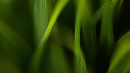 Green grass abstract macro background