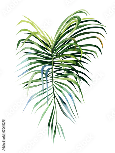 Watercolor illustration of tropical leaves, dense jungle. Hand painted. Banne...