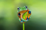 Fototapeta Zwierzęta - Tree frog, flying frog