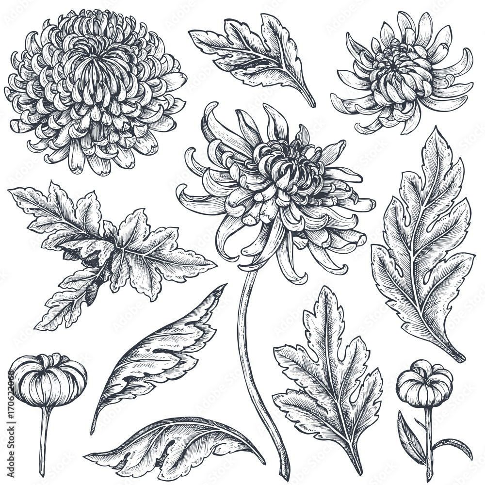 Set of hand drawn chrysanthemum flowers - obrazy, fototapety, plakaty 