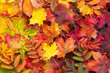 © Aleh Varanishcha - Colorful autumn leaves background. Bright orange tones colors.