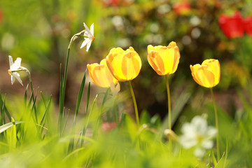 Poster - Beautiful flowers in park on sunny day