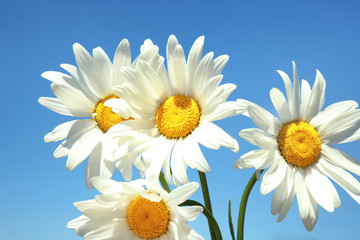 Sticker - Beautiful chamomile flowers and blue sky on background