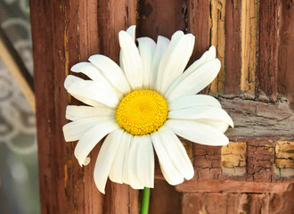 Wall Mural - Beautiful chamomile flower decorating old wooden window shutter, closeup