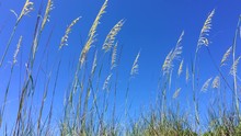 Gently Blowing Sea Oats On The Ocean Shore Dunes On A Sunny Day