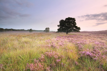 Wall Mural - pink flowering heather on meadow