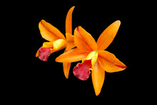 Orange Orchid Cattleya Isolated On Black Background